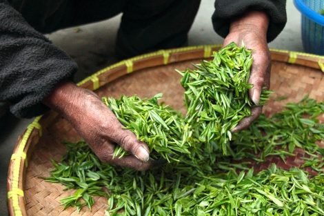 Peran Farmakognosi